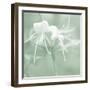 Honeysuckle Summer IX-Sharon Chandler-Framed Photographic Print