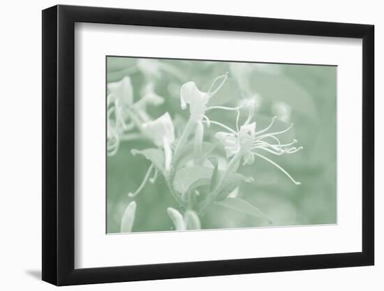 Honeysuckle Summer V-Sharon Chandler-Framed Photographic Print