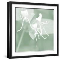 Honeysuckle Summer VI-Sharon Chandler-Framed Photographic Print