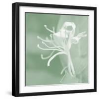 Honeysuckle Summer VII-Sharon Chandler-Framed Photographic Print