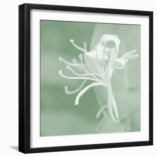 Honeysuckle Summer VII-Sharon Chandler-Framed Photographic Print