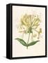 Honeysuckle-F. Edward Hulme-Framed Stretched Canvas