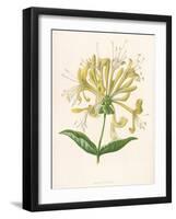 Honeysuckle-F. Edward Hulme-Framed Photographic Print