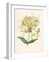 Honeysuckle-F. Edward Hulme-Framed Photographic Print