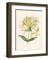 Honeysuckle-F. Edward Hulme-Framed Photographic Print