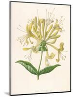 Honeysuckle-F. Edward Hulme-Mounted Photographic Print