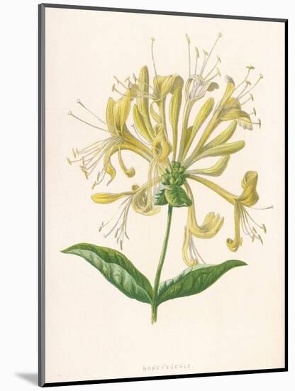 Honeysuckle-F. Edward Hulme-Mounted Photographic Print