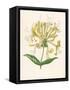 Honeysuckle-F. Edward Hulme-Framed Stretched Canvas