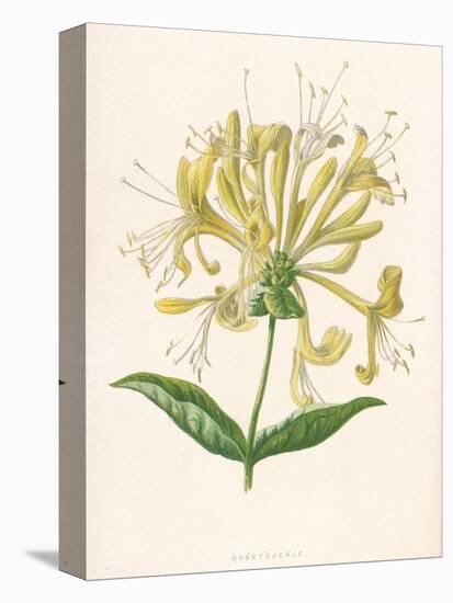 Honeysuckle-F. Edward Hulme-Stretched Canvas