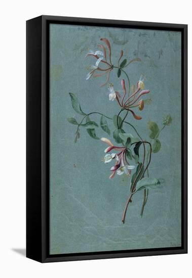 Honeysuckle-Pierre-Joseph Redouté-Framed Stretched Canvas