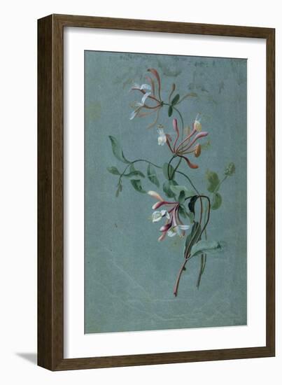 Honeysuckle-Pierre-Joseph Redouté-Framed Giclee Print