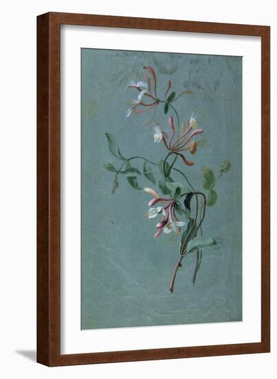 Honeysuckle-Pierre-Joseph Redouté-Framed Giclee Print