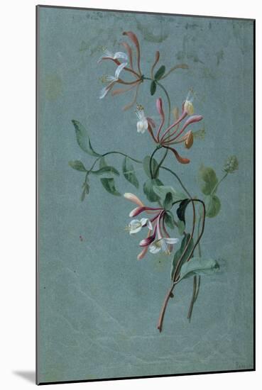 Honeysuckle-Pierre-Joseph Redouté-Mounted Giclee Print