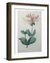 Honeysuckle-Pierre-Joseph Redoute-Framed Art Print