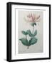 Honeysuckle-Pierre-Joseph Redoute-Framed Art Print