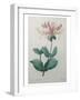 Honeysuckle-Pierre-Joseph Redoute-Framed Art Print