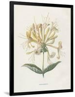 Honeysuckle-Gwendolyn Babbitt-Framed Art Print