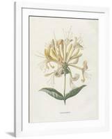 Honeysuckle-Gwendolyn Babbitt-Framed Art Print