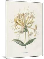 Honeysuckle-Gwendolyn Babbitt-Mounted Art Print