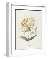 Honeysuckle-Gwendolyn Babbitt-Framed Art Print