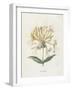 Honeysuckle-Gwendolyn Babbitt-Framed Art Print