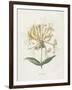 Honeysuckle-Gwendolyn Babbitt-Framed Art Print