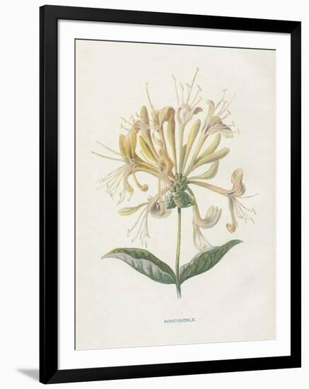 Honeysuckle-Gwendolyn Babbitt-Framed Art Print