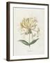 Honeysuckle-Gwendolyn Babbitt-Framed Art Print