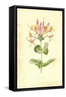 Honeysuckle-Frederick Edward Hulme-Framed Stretched Canvas