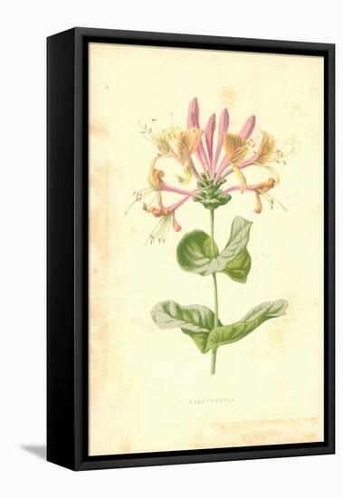 Honeysuckle-Frederick Edward Hulme-Framed Stretched Canvas