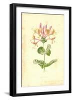 Honeysuckle-Frederick Edward Hulme-Framed Giclee Print