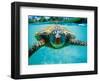 Honu, Hawaiian Sea Turtle-Kirk Lee Aeder-Framed Art Print