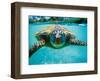 Honu, Hawaiian Sea Turtle-Kirk Lee Aeder-Framed Art Print