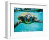 Honu, Hawaiian Sea Turtle-Kirk Lee Aeder-Framed Art Print