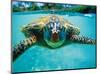 Honu, Hawaiian Sea Turtle-Kirk Lee Aeder-Mounted Art Print