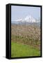 Hood River, Oregon, USA. Apple orchard in bloom with snow-covered Mount Hood in the background.-Janet Horton-Framed Stretched Canvas