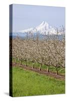 Hood River, Oregon, USA. Apple orchard in bloom with snow-covered Mount Hood in the background.-Janet Horton-Stretched Canvas