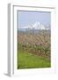 Hood River, Oregon, USA. Apple orchard in bloom with snow-covered Mount Hood in the background.-Janet Horton-Framed Photographic Print