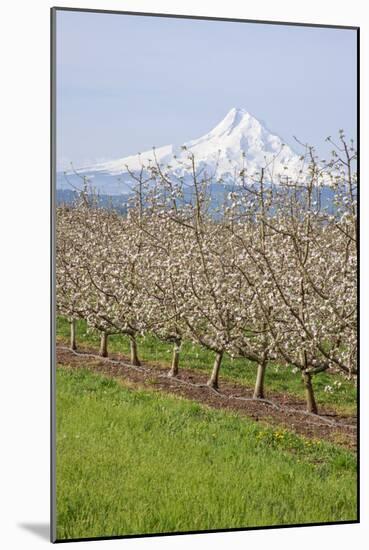 Hood River, Oregon, USA. Apple orchard in bloom with snow-covered Mount Hood in the background.-Janet Horton-Mounted Photographic Print