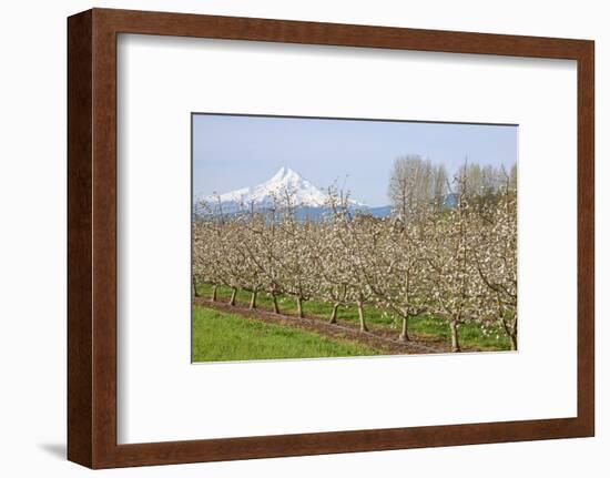 Hood River, Oregon, USA. Apple orchard in bloom with snow-covered Mount Hood in the background.-Janet Horton-Framed Photographic Print