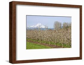 Hood River, Oregon, USA. Apple orchard in bloom with snow-covered Mount Hood in the background.-Janet Horton-Framed Photographic Print