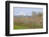 Hood River, Oregon, USA. Apple orchard in bloom with snow-covered Mount Hood in the background.-Janet Horton-Framed Photographic Print