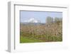 Hood River, Oregon, USA. Apple orchard in bloom with snow-covered Mount Hood in the background.-Janet Horton-Framed Photographic Print