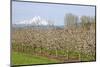 Hood River, Oregon, USA. Apple orchard in bloom with snow-covered Mount Hood in the background.-Janet Horton-Mounted Photographic Print