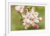 Hood River, Oregon, USA. Close-up of apple blossoms in the nearby Fruit Loop area.-Janet Horton-Framed Photographic Print