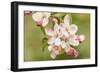 Hood River, Oregon, USA. Close-up of apple blossoms in the nearby Fruit Loop area.-Janet Horton-Framed Photographic Print
