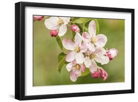 Hood River, Oregon, USA. Close-up of apple blossoms in the nearby Fruit Loop area.-Janet Horton-Framed Photographic Print