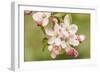 Hood River, Oregon, USA. Close-up of apple blossoms in the nearby Fruit Loop area.-Janet Horton-Framed Photographic Print