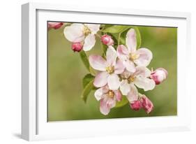 Hood River, Oregon, USA. Close-up of apple blossoms in the nearby Fruit Loop area.-Janet Horton-Framed Photographic Print