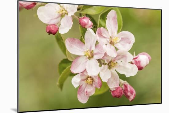 Hood River, Oregon, USA. Close-up of apple blossoms in the nearby Fruit Loop area.-Janet Horton-Mounted Photographic Print